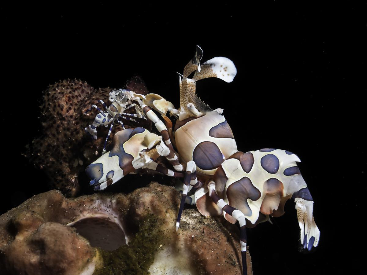 Benthos Bali Dive Resort Candidasa Exterior foto